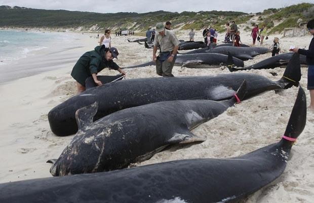 Почему киты и дельфины выбрасываются на берег (7 фотографий), photo:2
