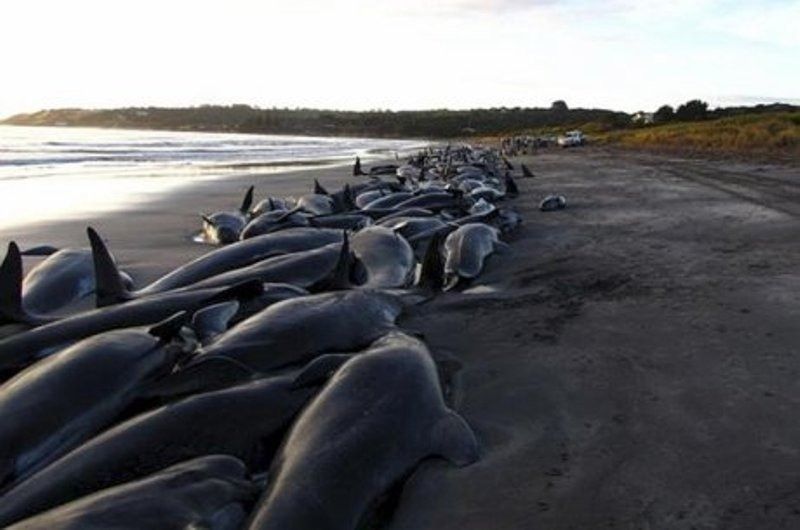 Почему киты и дельфины выбрасываются на берег (7 фотографий), photo:3