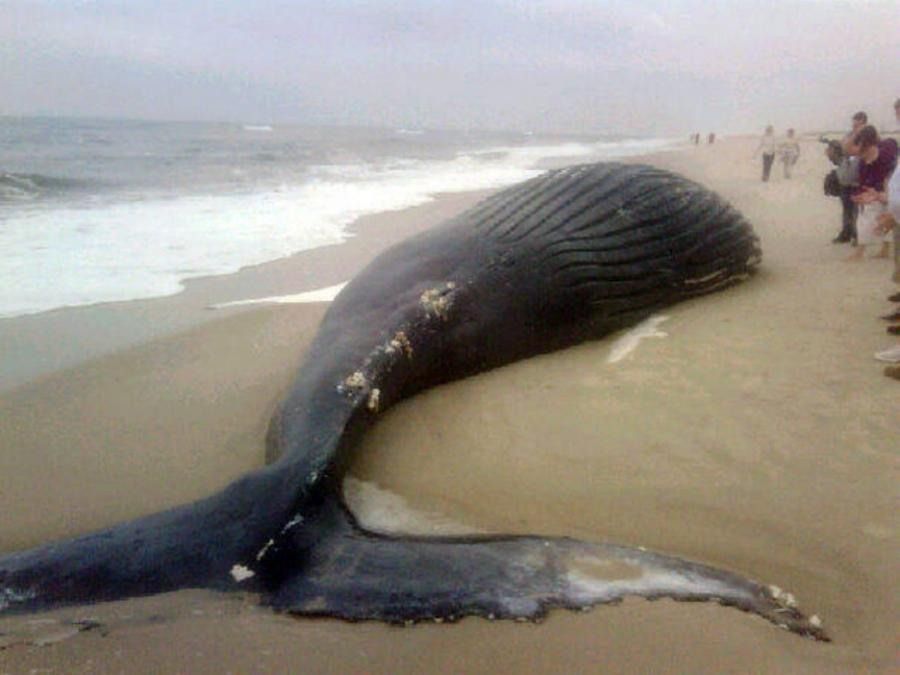 Почему киты и дельфины выбрасываются на берег (7 фотографий), photo:4