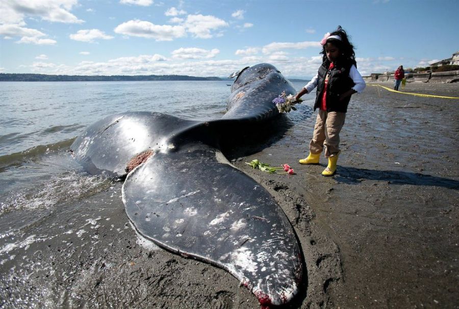 Почему киты и дельфины выбрасываются на берег (7 фотографий), photo:5