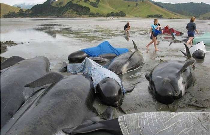 Почему киты и дельфины выбрасываются на берег (7 фотографий), photo:6