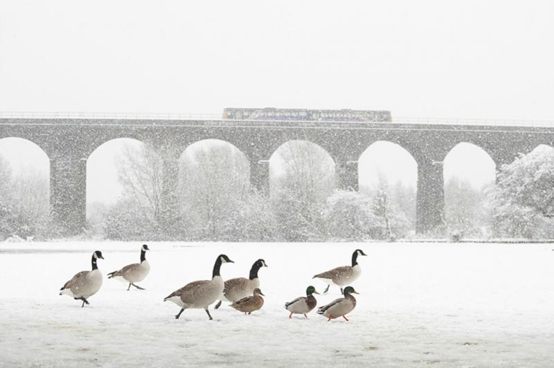 Фотографии диких животных на конкурсе British Wildlife Photography (14 фотографий), photo:3