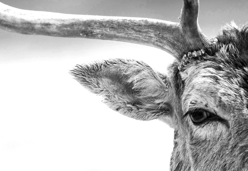 Фотографии диких животных на конкурсе British Wildlife Photography (14 фотографий), photo:7