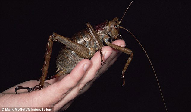 Обнаружено самое большое насекомое в мире