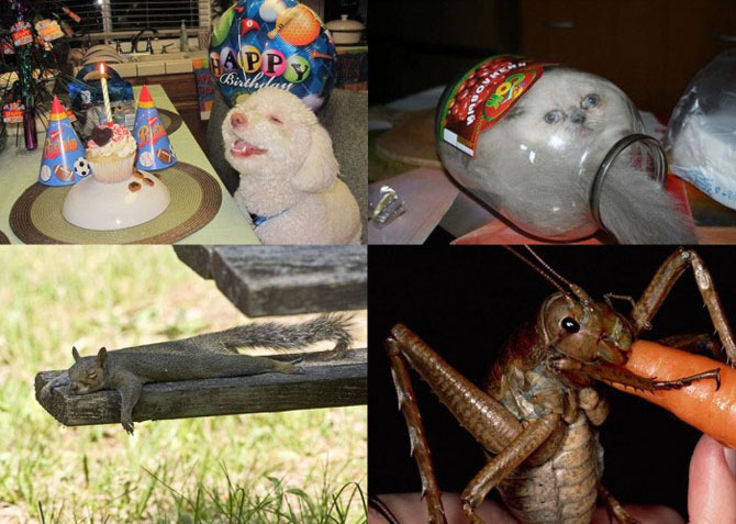 Самые странные и необычные фотографии животных 2011