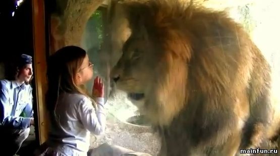 Лев пытается съесть девочку через стекло