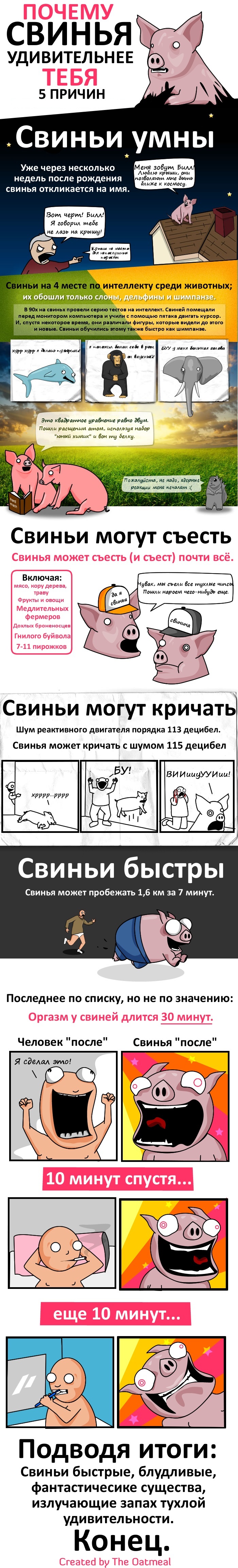 Почему свинья удивительнее тебя (1 картинка)