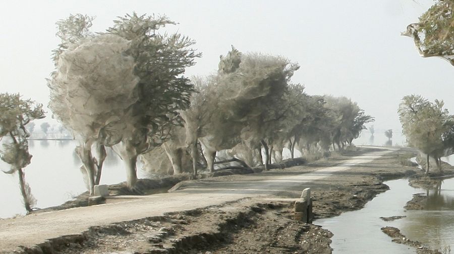 Пауки спасаются от воды (9 фотографий)