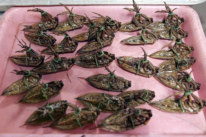 Блюда из насекомых (16 фото)