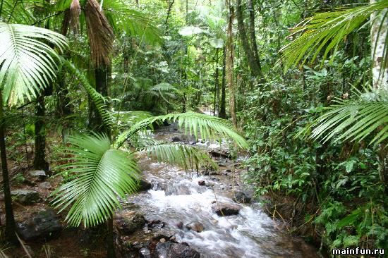 Интересные факты о тропических лесах