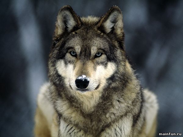 Интересные факты, связанные с волками.