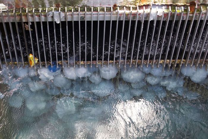 Медузы забили водоснабжение электростации