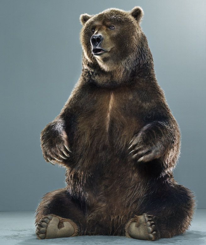 Медведи от фотографа Jill Greenberg (39 фото)