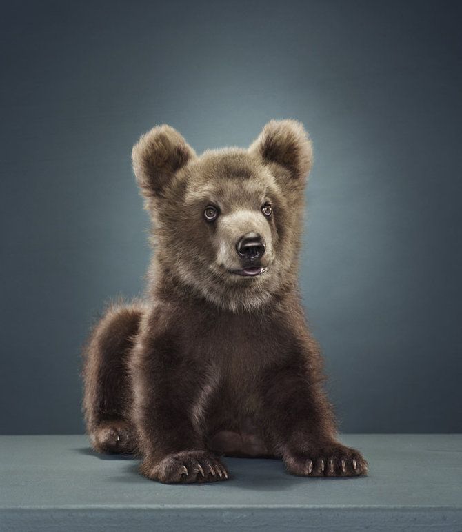 Медведи от фотографа Jill Greenberg (39 фото)
