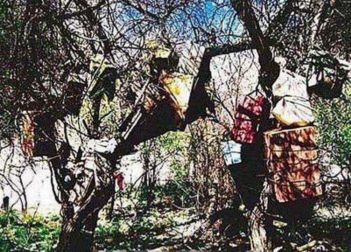 В Тибете детей хоронят на деревьях (12 фото)