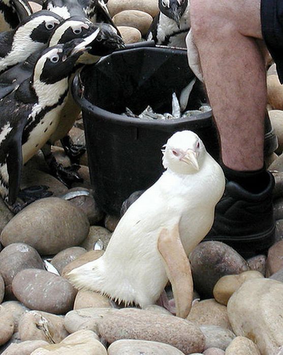 Животные - альбиносы (20 фото)