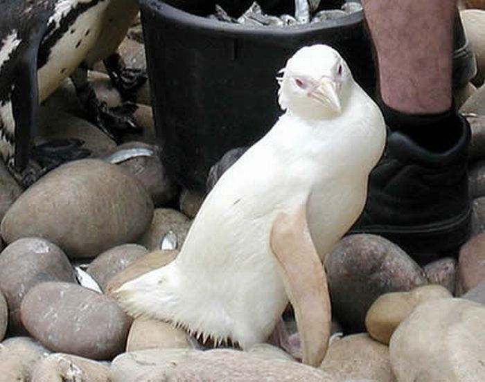 Животные - альбиносы (20 фото)