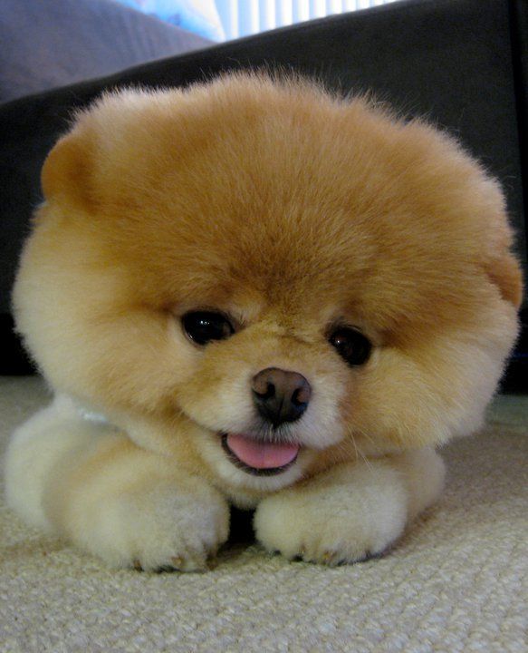 Собачка Boo - самая популярная собака (32 фотографии)