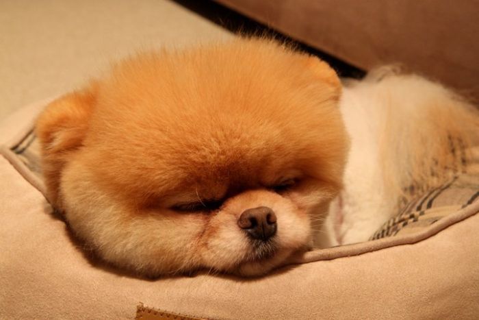 Собачка Boo - самая популярная собака (32 фотографии)
