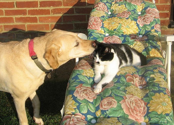 Переговоры котов и собак (16 фото)