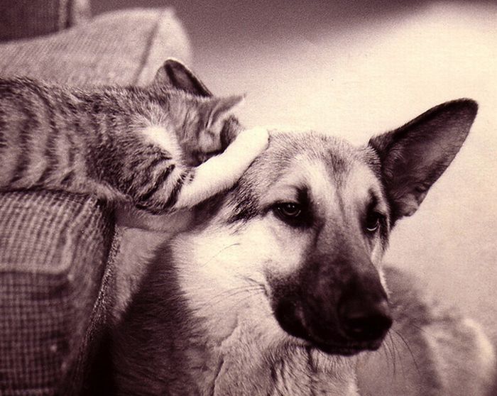Переговоры котов и собак (16 фото)