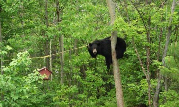 Медведь решил покушать (4 фотографии)