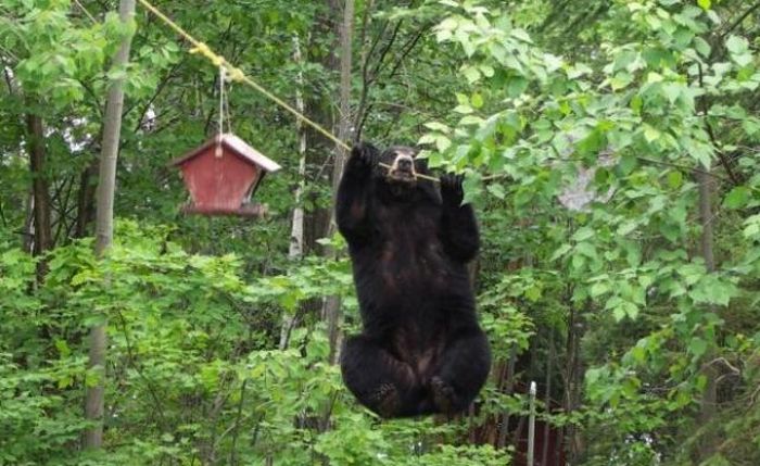 Медведь решил покушать (4 фотографии)