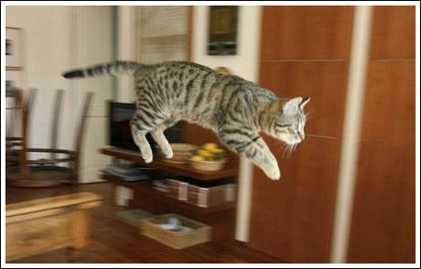 Коты умеют летать (20 фотографий)