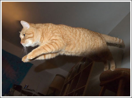 Коты умеют летать (20 фотографий)