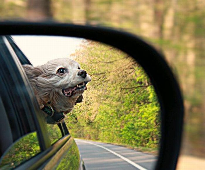 Собаки на скорости 80 км/ч (50 фото)