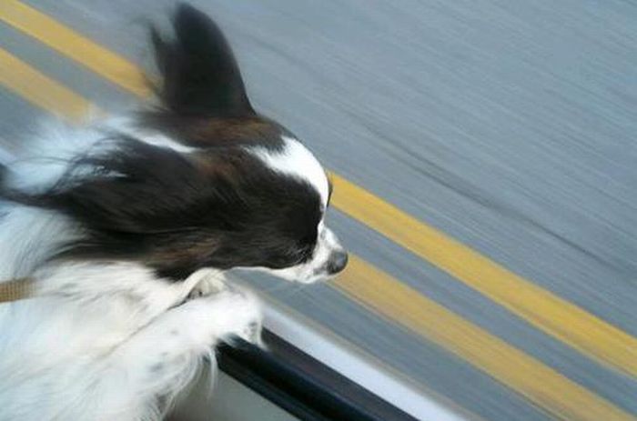 Собаки на скорости 80 км/ч (50 фото)