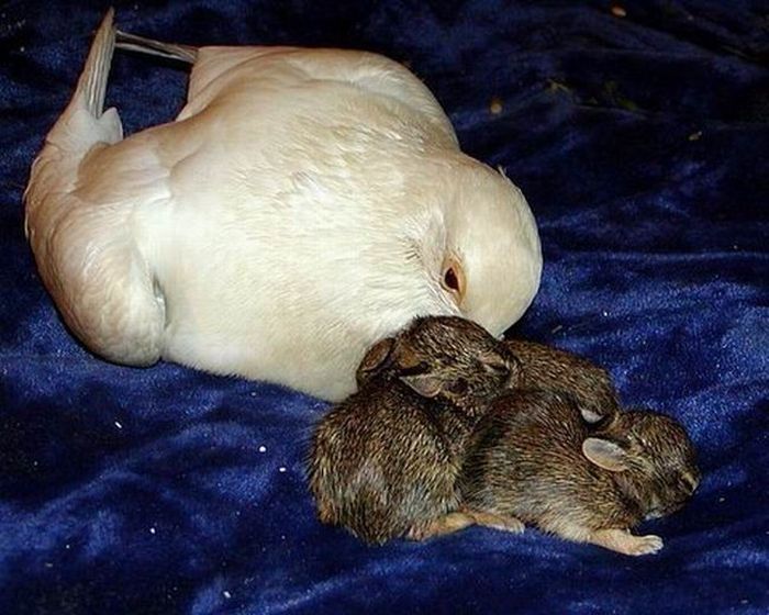 Горлица приютила маленьких кроликов (4 фото)