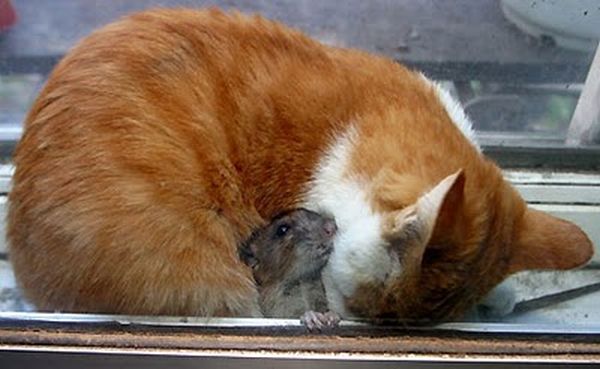 Кот и мышка (6 фото)