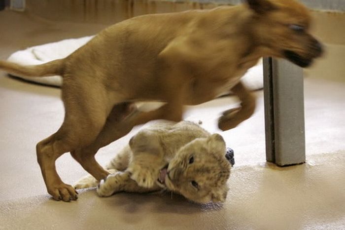 Львёнок борется с щенком (11 фото)