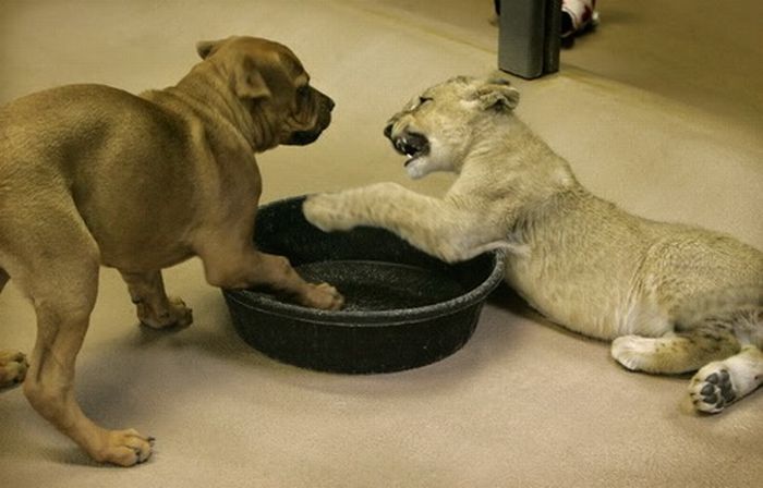 Львёнок борется с щенком (11 фото)