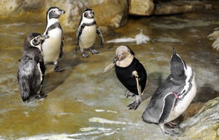 Пингвин без перьев (8 фото)