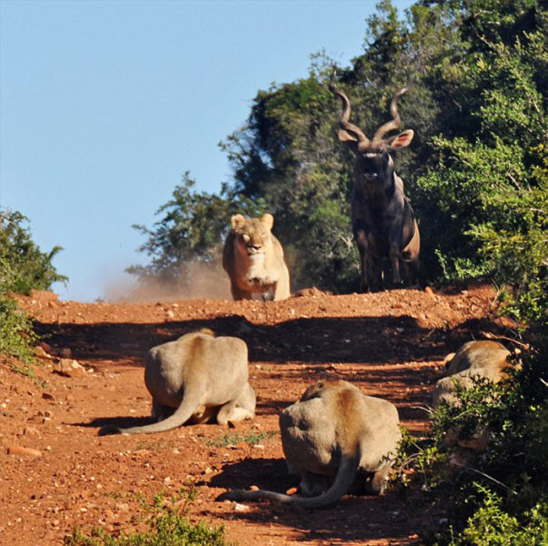Антилопа против голодных львов (5 фото)