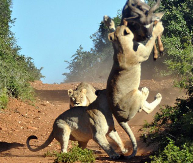 Антилопа против голодных львов (5 фото)