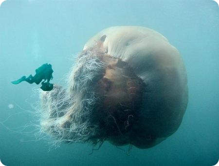Гигантская медуза Номура (15 фото)