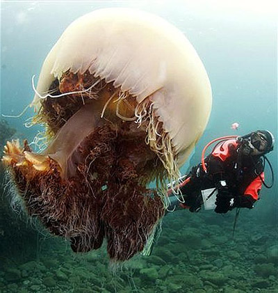 Гигантская медуза Номура (15 фото)