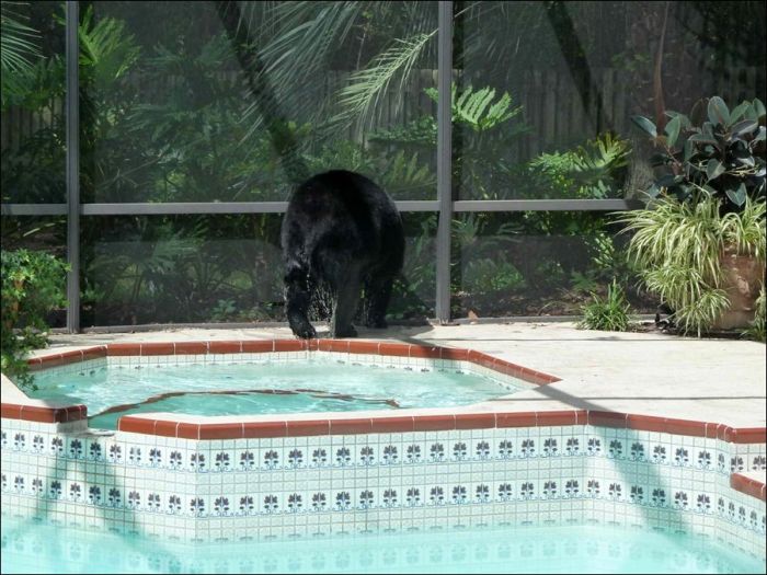 Медведь зашел искупаться (4 фото)