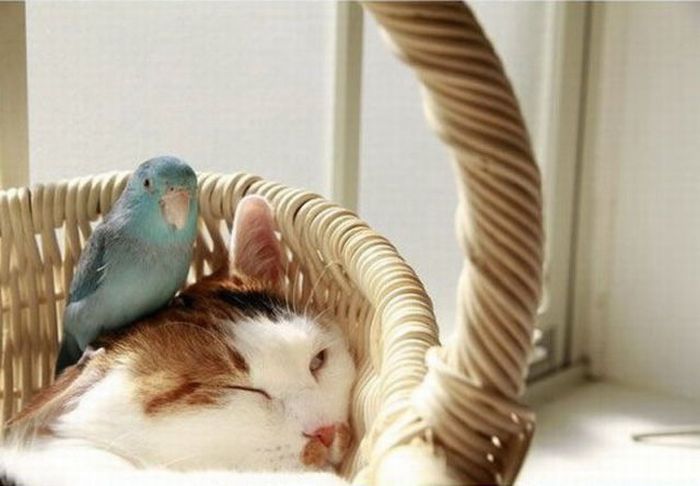 Попугай и кот (4 фото)