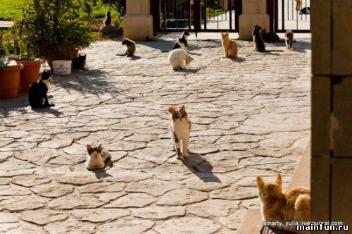 Монастырь для кошек (4 фото)
