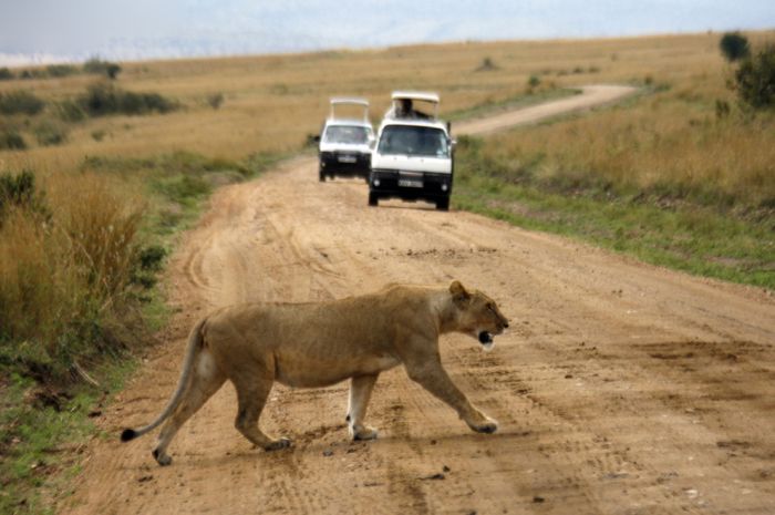 Животные переходят дорогу (22 фото)