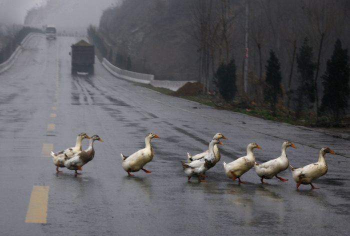 Животные переходят дорогу (22 фото)