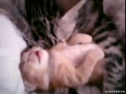 Кошка обнимает своего котёнка