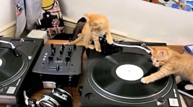 DJ Коты