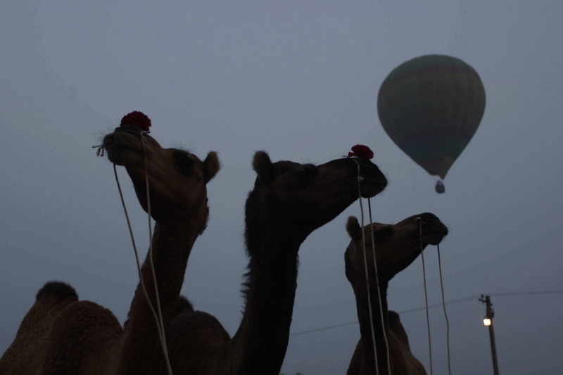 Ярмарка верблюдов в Пушкаре (17 фото)