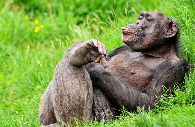 Шимпанзе &amp;mdash; не обезьяны