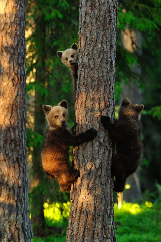 Фотоконкурс National Geographic 2013 (10 фото)